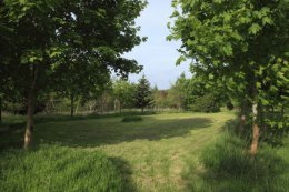 Grove in Jock's wood