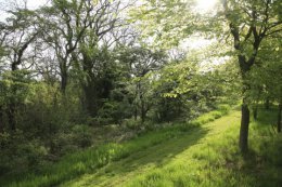 Jock's wood in May