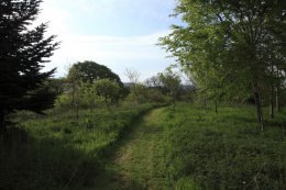 The paths in Jock's wood are kept mown for easy access