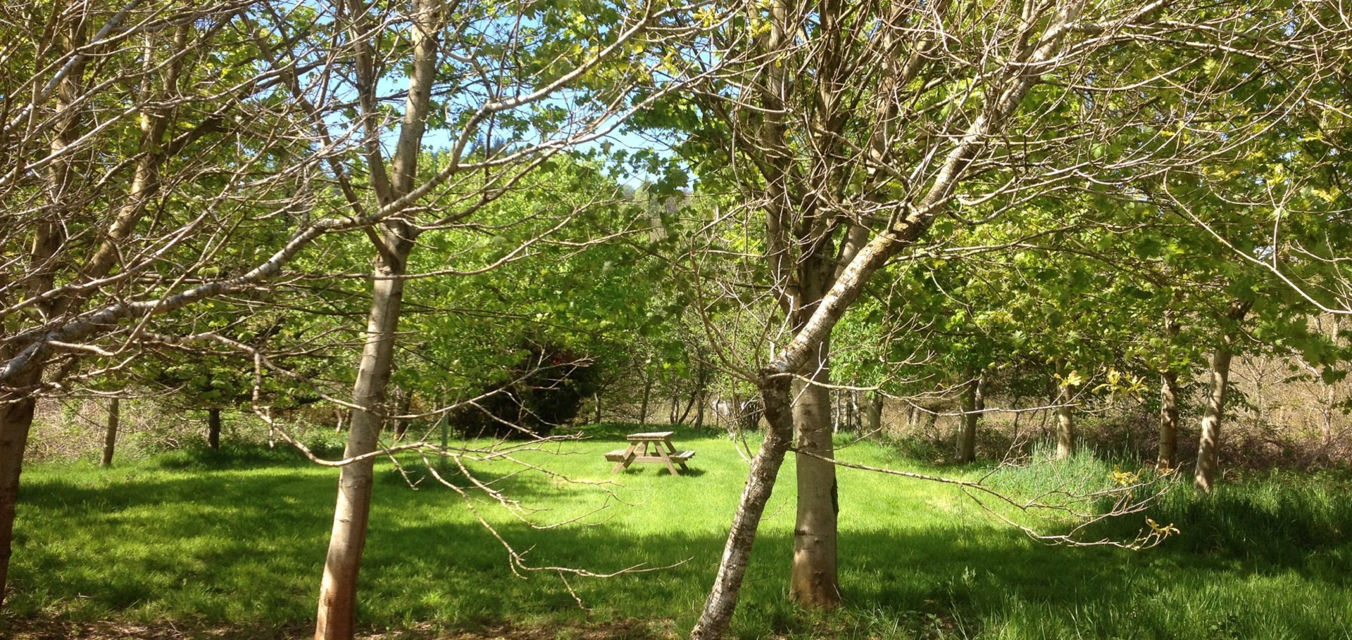 There is a picnic grove in the centre of Jocks wood that guests at our holiday cottages in Dumfries and Galloway are welcome to use. 