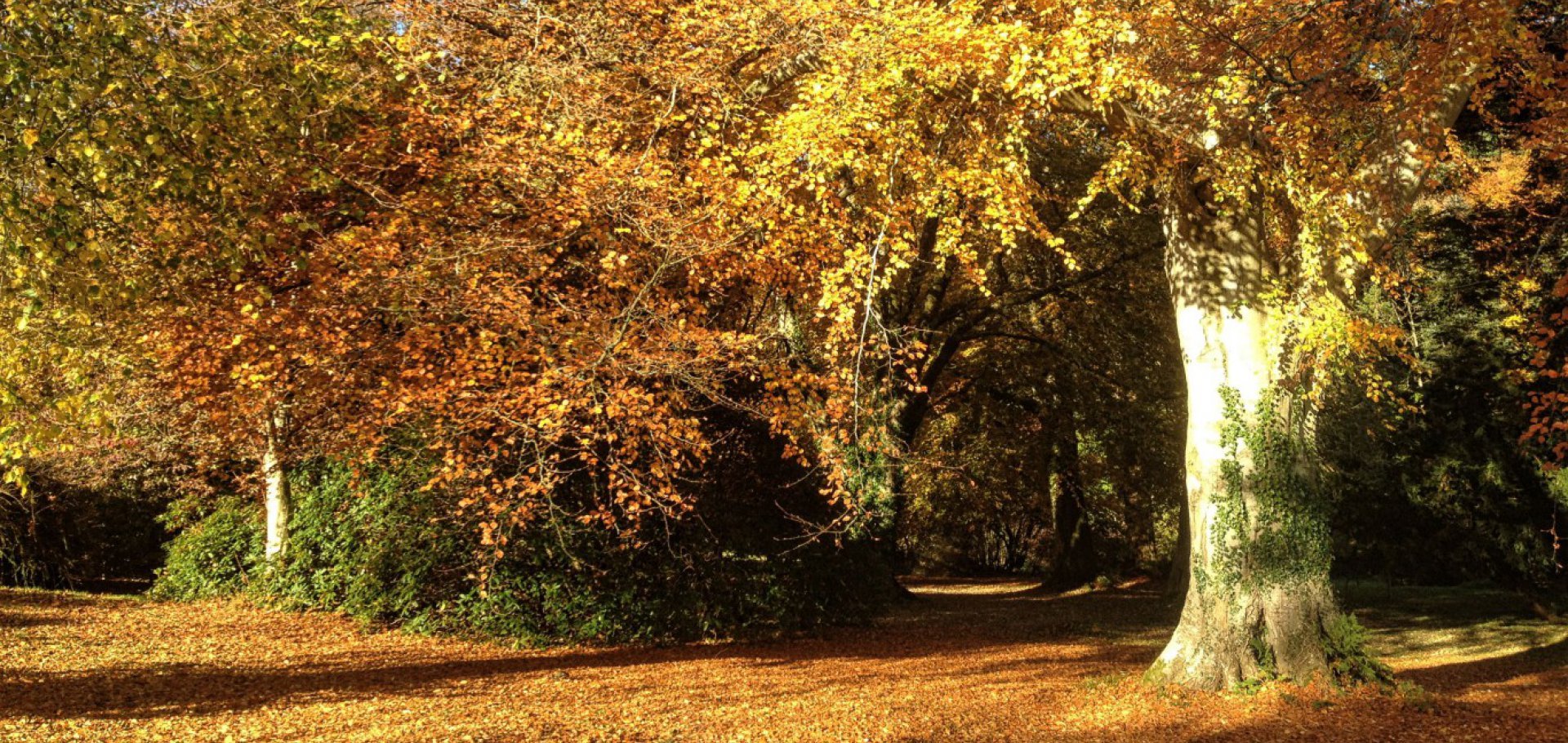 autumn colours kirkennan south west scotland