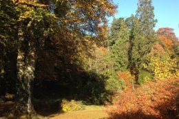 The different shapes of the trees show to good effect.