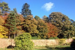 The red brick of the garden wall sets off the tree colours well.