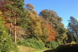 The trees along the estate road to the South gate