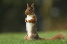 Red squirrels are frequent autumn visitors