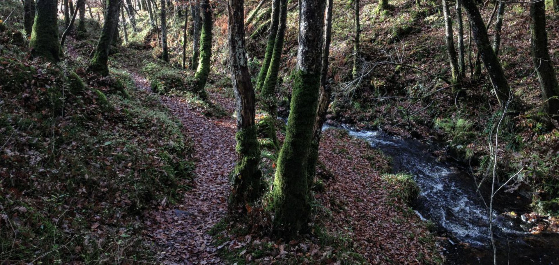 walking holidays woodland walks dumfries and galloway south west scotland