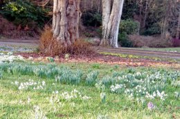 Snowdrops and winter aconites start showing in Kirkennan gardens mid to late January.
