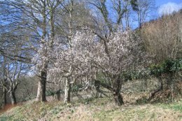 Tree blossom starts in March.