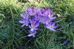 Crocuses are another early flower.