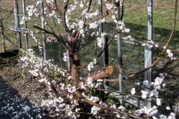 The apricot trees flower in March and require hand pollinating.