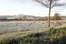 Kirkennan is known for its many variety of daffodils.