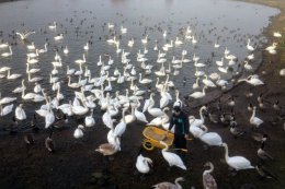 Winter feeding of swans at Caerlaverock.