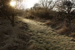 Jock's wood in winter.