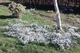 Snowdrops continue through February. 
