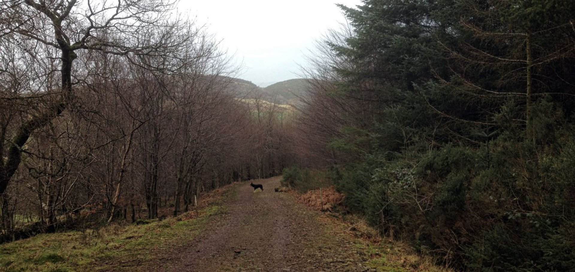 Miles of forests offer opportunities for off lead dog walks near the Solway Coast