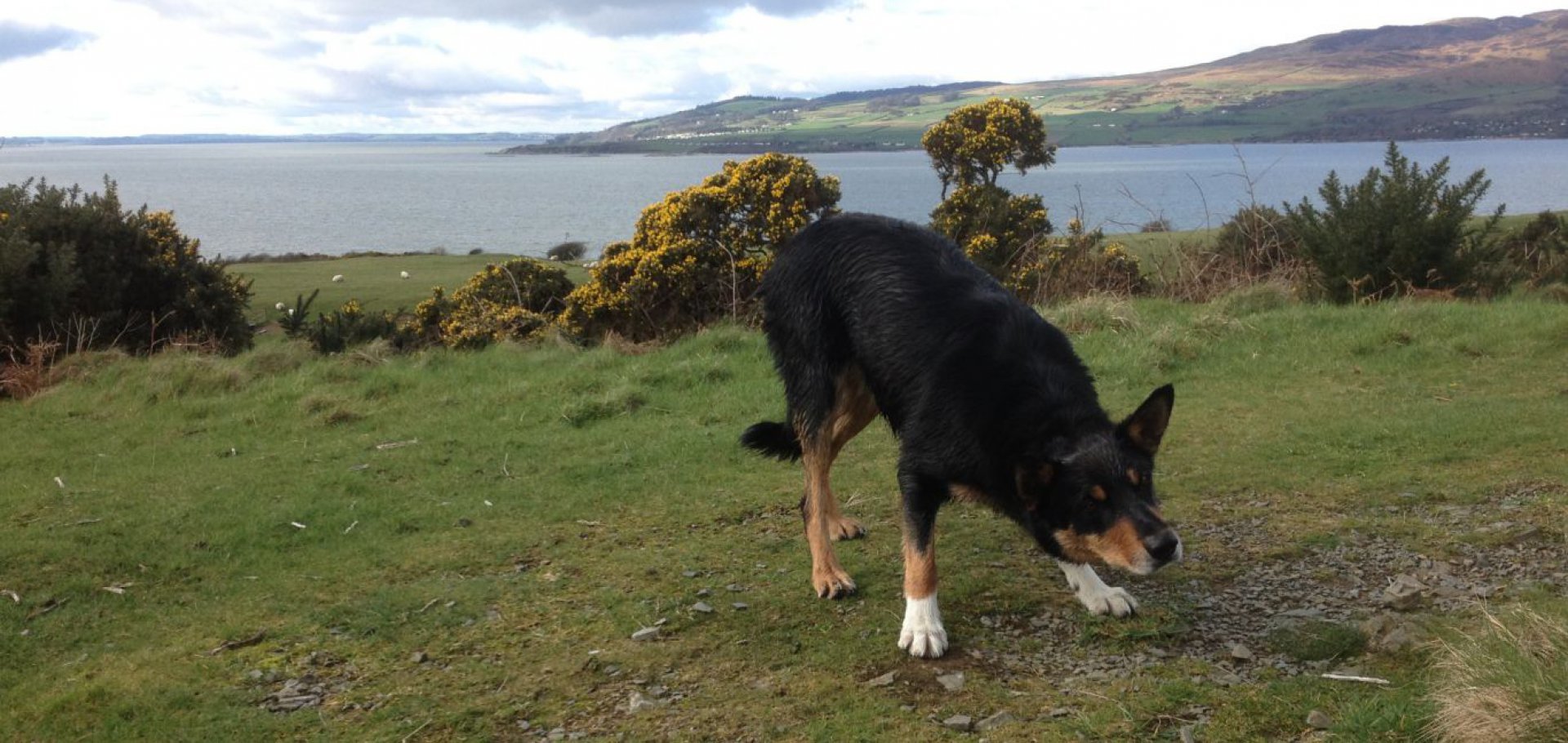 There are a wealth of different off lead walks near the Solway Coast