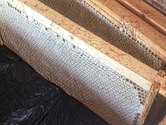 Honey comb at our self catering holiday cottages in dumfries and galloway