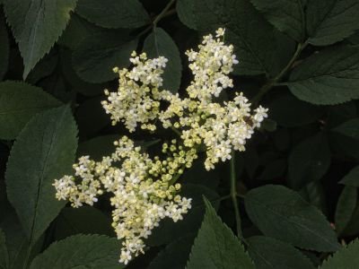 Wild Food Recipes Elderflower Dumfries And Galloway