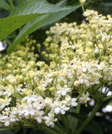 Elderflower Cordial Recipe