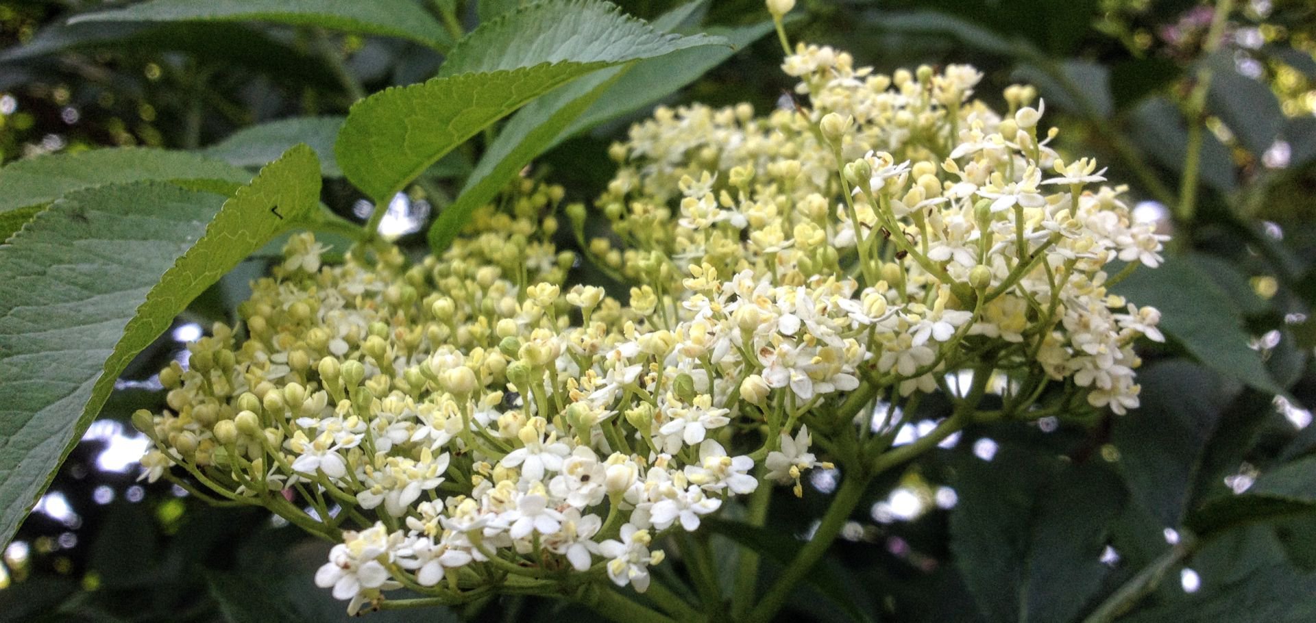 Wild Foods Elderflower Cordial Dumfries And Galloway