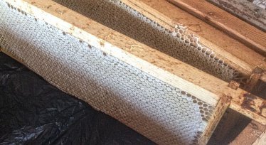 Honey harvest