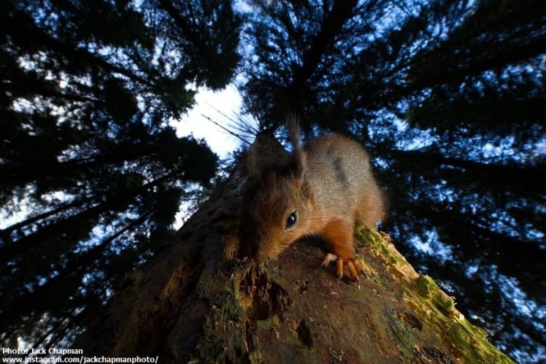 Jackchapmanphoto Squirrel At Kirkennan South West Scotland