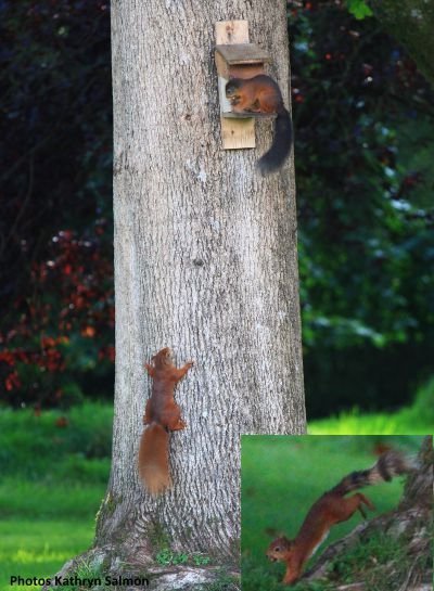 Red Squirrel Kirkennan Estate South West Scotland