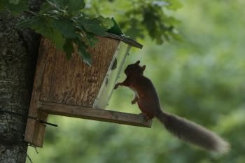 Red Squirrel Mirror Kirkennan South West Scotland