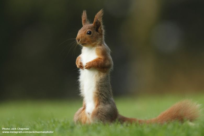 Red Squirrel On Kirkennan Lawn South West Scotland