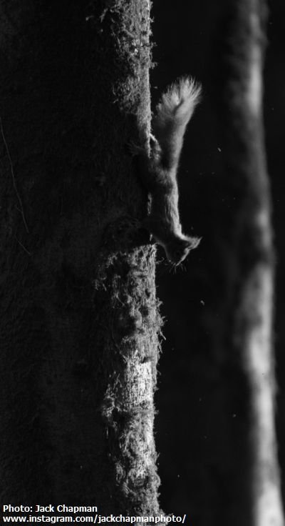 Red Squirrel On Tree Kirkennan South West Scotland