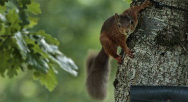 Red squirrels