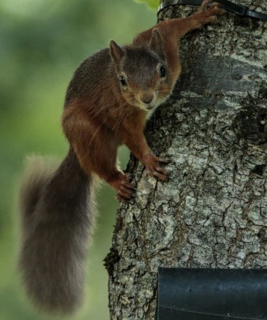 Red squirrels