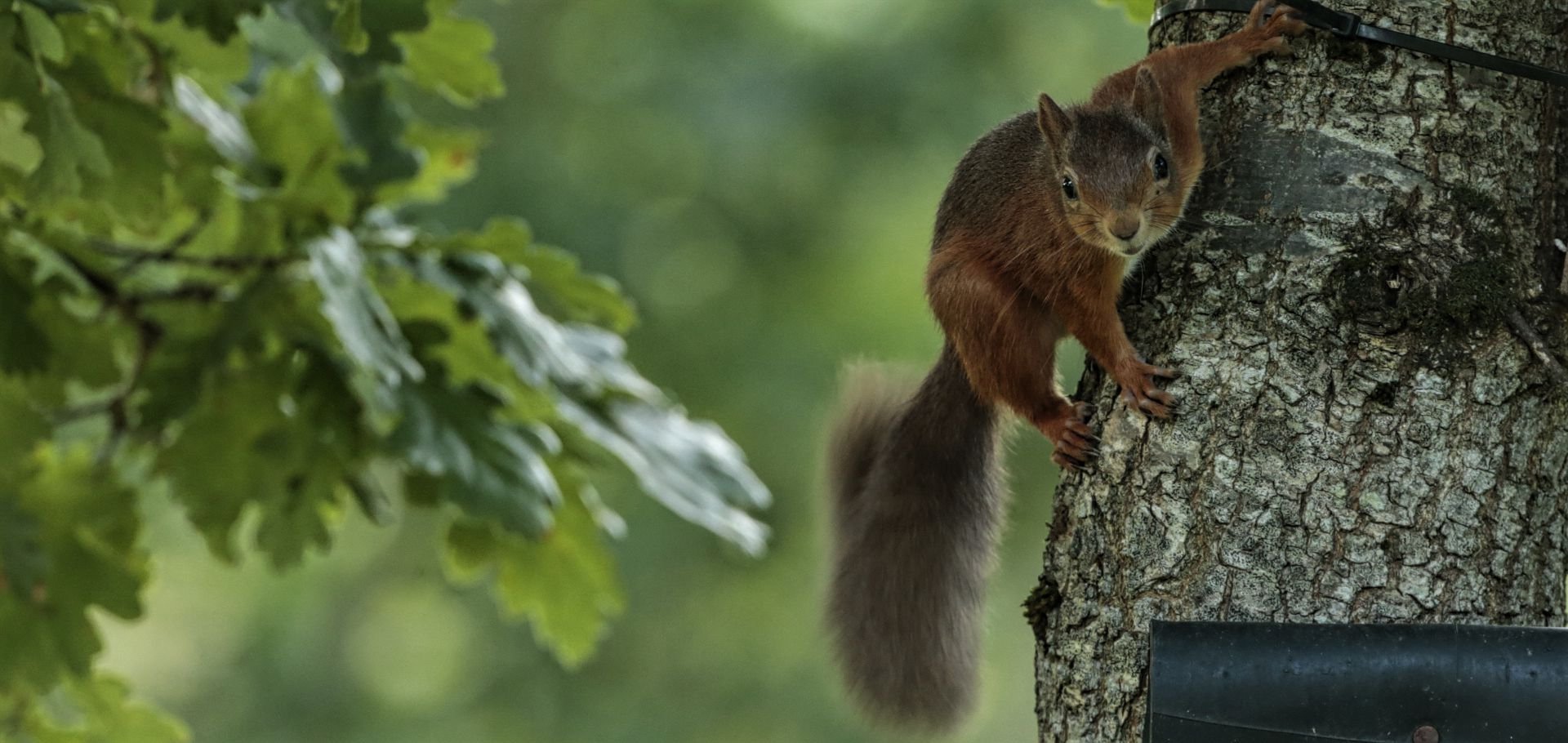 Red squirrels at Kirkennan Estate holiday cottages South West Scotland