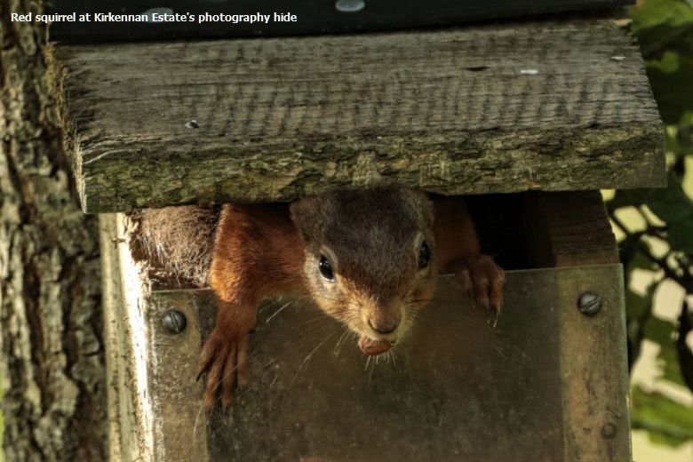 Red Squirrel With Peanut South West Scotland