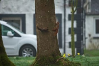 Red Squirrels In Front Of The Mews Kirkennan South West Scotland