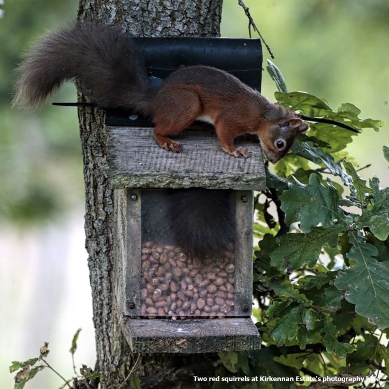 Two Red Squirrels Kirkennan South West Scotland