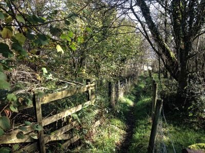 Path through trees walk to Torr Point dumfries and galloway