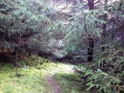 Path through woodland return from Torr Point
