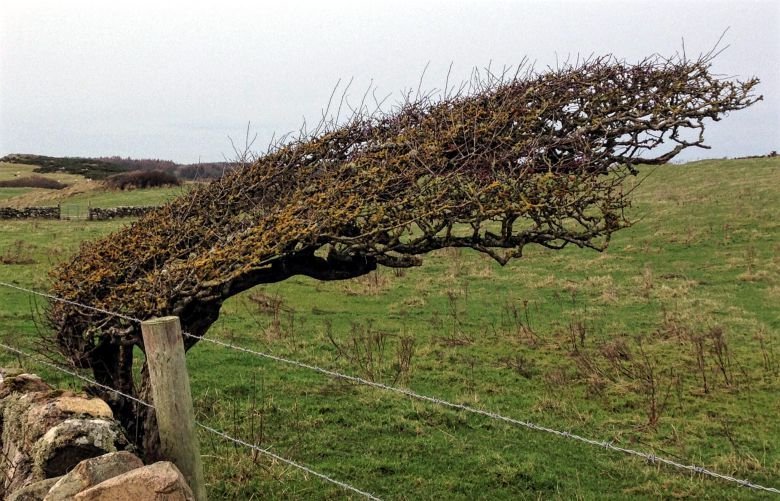 Hawthorn Tree Mostly Ghostly Tour Threave