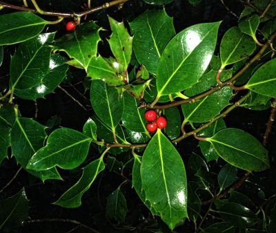 Holly Mostly Ghostly Threave Walk