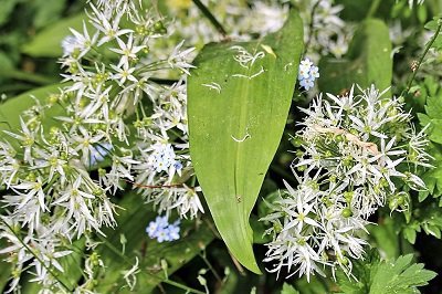 Wild garlic flowers in May at Kirkennan Estate Holiday Cottages