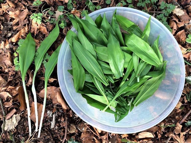 Harvested wild garlic at Kirkennan Estate Holiday Cottages