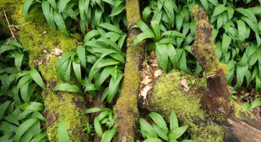 Wild Garlic