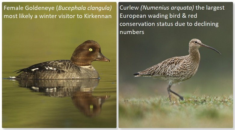 Curlew And Goldeneye