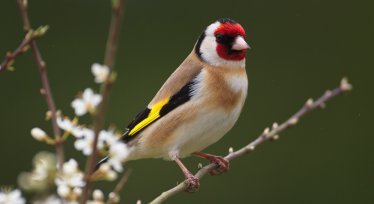 Bird Survey
