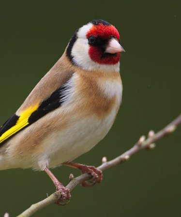 Bird Survey