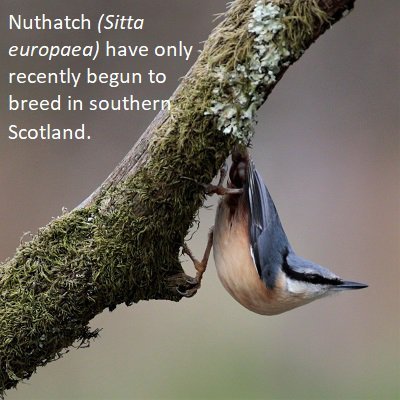 Nuthatch Bird Survey