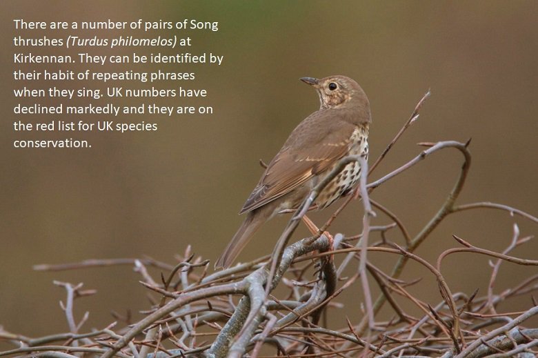 Song Thrush Bird Survey
