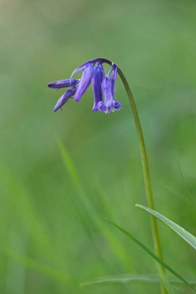 Bluebell