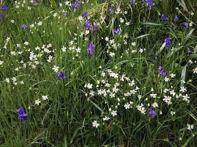 Bluebells and other spring flowers Carstramon wood dumfries and galloway